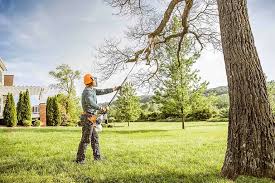 Best Tree and Shrub Care  in Sconsin Rapids, WI